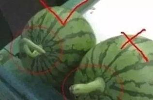 烂藤瓜可以吃吗视频教程,视频教程教你轻松烹饪