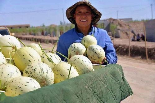 瓜州吃瓜视频大全,一场视觉盛宴的瓜界狂欢