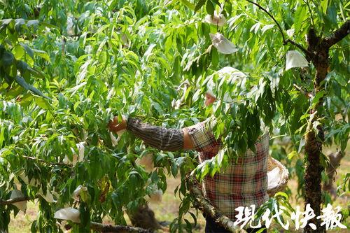 吃瓜背刺长视频,一场网络舆论的狂欢与反思