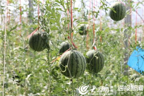 麻藤瓜怎么吃最好呢视频,视频教你如何美味享用