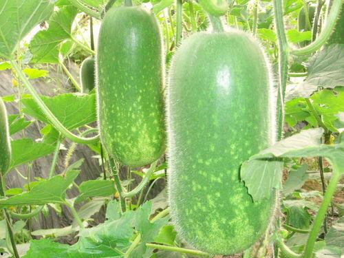 吃霸王瓜视频大全,趣味横生的夏日狂欢瞬间