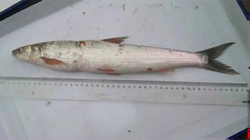 坏瓜可以给鱼吃吗视频,揭秘鱼儿美食新选择