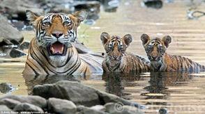 吃瓜少女萌母老虎视频,萌母老虎与吃瓜少女的欢乐互动瞬间