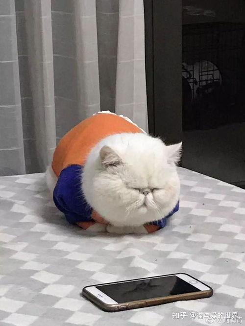 猫喜欢吃蜜瓜蛋糕吗视频,揭秘猫咪的甜蜜喜好