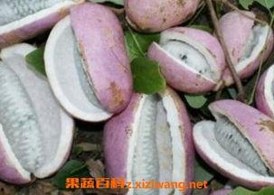 川哥吃八月瓜视频,揭秘神秘果实的独特魅力