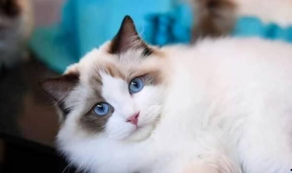 布偶猫吃小蜜瓜好吗视频,美味与健康的双重享受