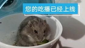 小瓜能给仓鼠吃吗视频,视频揭秘