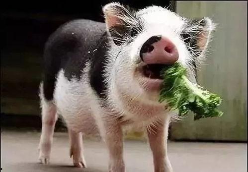 小猪吃黄蛋瓜的视频,黄蛋瓜盛宴大揭秘