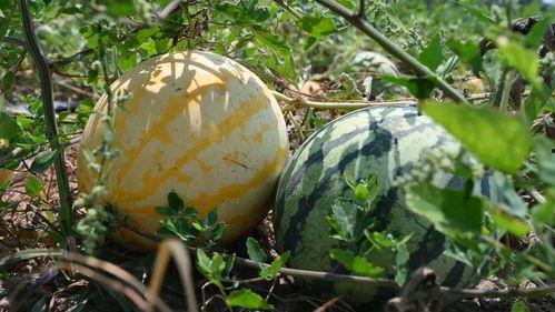 漳州思诺吃瓜视频,揭秘幕后真相，带你走进网络热点