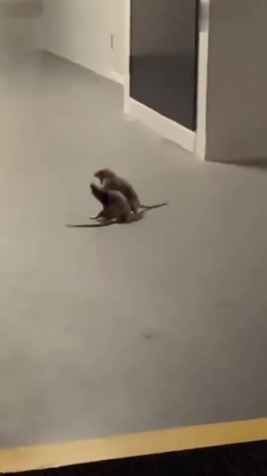 猫咪看戏吃瓜视频大全,猫咪看戏吃瓜视频大全，萌态百出笑翻天