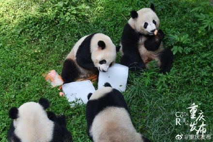 动物们开启吃瓜模式视频,趣味横生的吃瓜瞬间