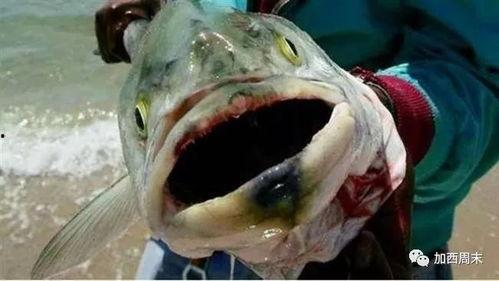 水产美人吃瓜视频,一场别开生面的美食探险之旅