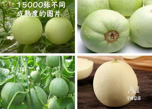 吃瓜有福了视频,揭秘“吃瓜有福了”视频背后的热点与笑料