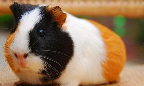 荷兰豚鼠吃瓜视频播放,萌态十足引网友热议