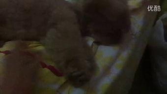 吃无骨鸡瓜小视频大全,小视频带你领略美味瞬间