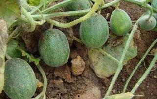 好多瓜有人吃吗视频大全,热门话题背后的真实故事